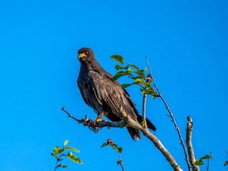 The snail buzzard (Rostrhamus sociabilis), also known as the snail kite, is a bird of prey from the hawk family (Accipitridae). The photo was taken east of Anamã on the Amazon in Brazil.