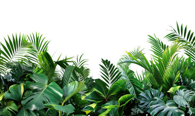 Green leaves of tropical plants bush floral arrangement indoors garden nature backdrop isolated on white background