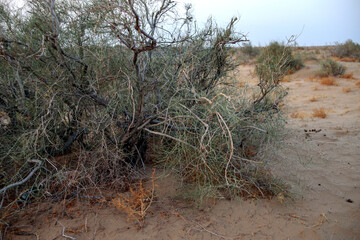 A tree with branches is in the desert. The desert is dry and barren. The tree is bare and has no leaves