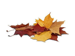 Fototapeta premium autumn leaves seamless pattern isolated on transparency background PNG