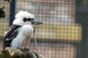 Laughing Kookaburra (Dacelo novaeguineae) – Commonly found in eucalyptus forests, woodlands, and urban areas across eastern Australia.