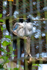 Azure-winged Magpie (Cyanopica cyanus) – Commonly found in open woodlands, scrublands, and parks across East Asia and the Iberian Peninsula.