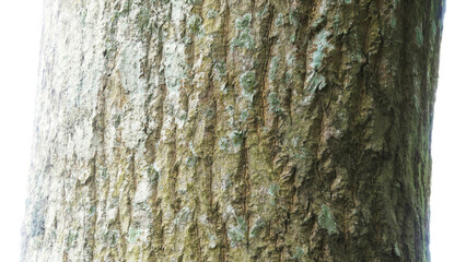 Obraz premium Closeup of the rough trunk of a tree