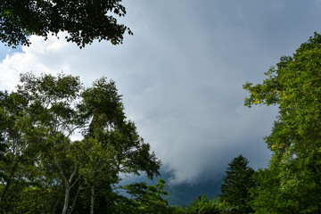 Fototapeta premium 日本の夏 緑のある風景