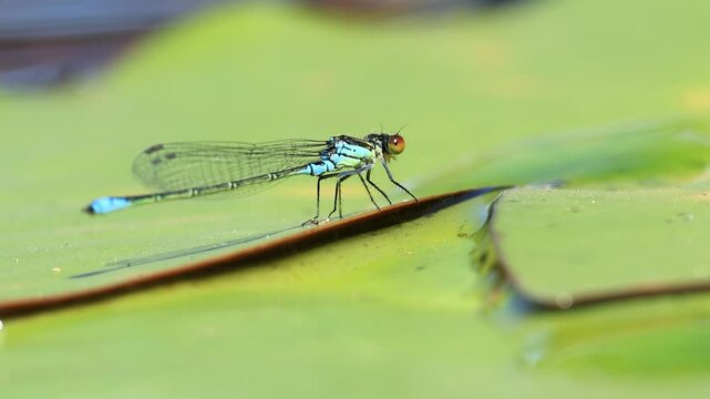 blue dragonfly on a leaf, dragonfly on a green leaf, dragongly on a leaf of a water lily, blue dragonfly flies away and comes back