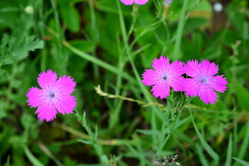 Obraz premium a field of purple flowers with a bee on the top of it