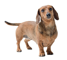 Happy Dachshund dog looking at camera