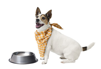 Cheerful dog wearing a bib and looking at camera