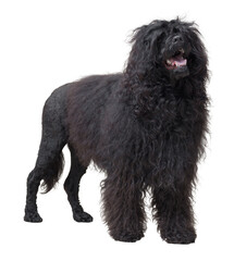 Portrait of a Portuguese Water Dog