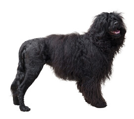 Portrait of a Portuguese Water Dog