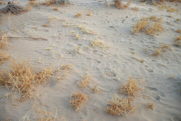the texture of the sand. sand in the evening. sand close-up