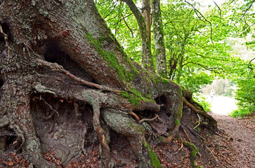 Wandern im Schwarzwald