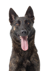 Portrait of a happy Dutch Sheperd