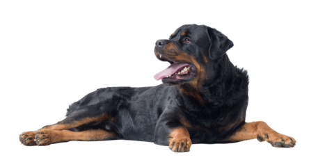 Beautiful relaxed Rottweiler lying down