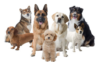 Group of different dogs looking at camera