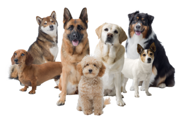 Group of different dogs looking at camera