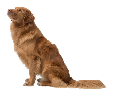 Portrait of a Nova Scotia Duck Tolling Retriever