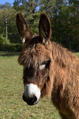 Portrait d'un âne du Poitou (Equus asinus) dans son pré.