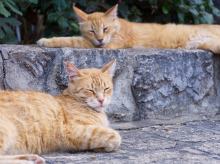 Stray cats resting in cobblestone alley of Hydra Island, Saronic Gulf, Aegean Sea, Greece 