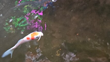 Top view of colorful Koi fishes or Japanese Koi carp swimming in the healthy lake.