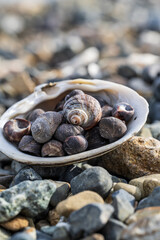Sea shells on the pebble beach