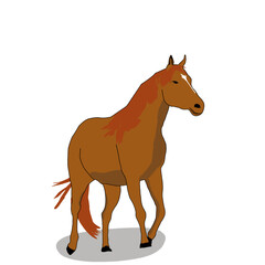 horse cartoon isolated on white
