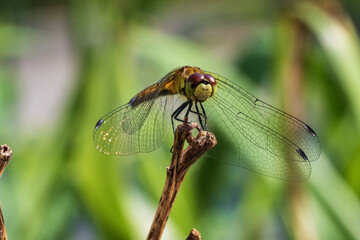Close up of a dragonfly on a twig