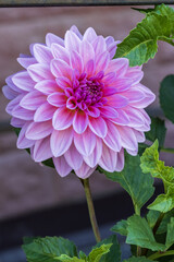 Fototapeta premium pink dahlia flower