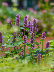 Agastache foeniculum is a perennial herbaceous plant, a species of the genus Agastache of the...