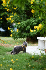 American shot hair cat in garden