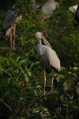 Asian Openbill