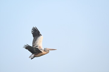 Spot-billed pelican