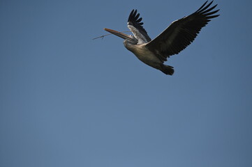Spot-billed Pelican