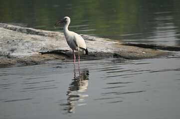 Asian Openbill