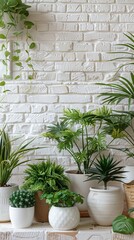Obraz premium Green plants in pots against white brick with room for text Idea of indoor gardening