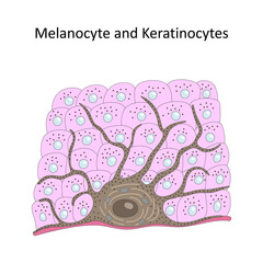 Melanocyte and Keratinocytes (skin cells).