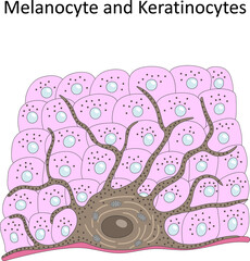 Melanocyte and Keratinocytes (skin cells).