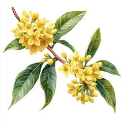 Sweet Osmanthus with artistic border, brushstroke effect, isolated on white background, watercolor on white background, no blur, photo not dark, everything is clear, copy space