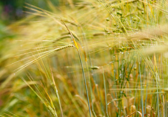 Fototapeta premium Common rye , or cultivated rye ( Latin- Secale cereále ) is an annual or biennial herbaceous plant, a species of the genus rye ( Secale ) of the cereal family, or bluegrass ( Poaceae )
