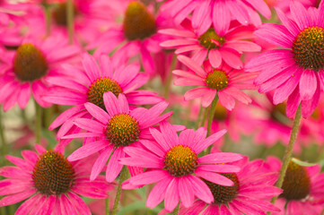 Echinacea
