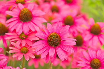 Echinacea
