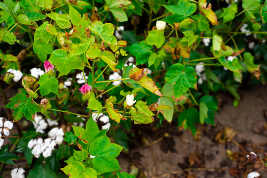 Blossom pink and yellow cotton blooms with cotton bolls ready to harvest at farm in Raymondville, Texas, flowering is important to cotton production as pollinated flowers form bolls, agriculture