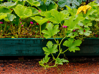 Pumpkin ( Latin- Cucurbita ) is a genus of herbaceous plants of the Pumpkin family ( Cucurbitaceae )