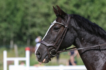 portrait of a horse