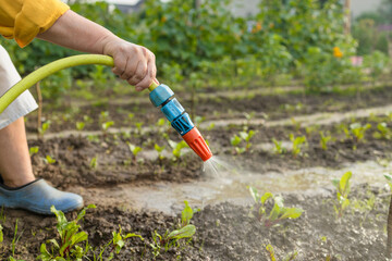 Fototapeta premium Senior woman watering fresh plants growing at home vegetable garden. Gardener taking care of plants at the backyard of her house. Concept of sustainability and growing organic. High quality photo