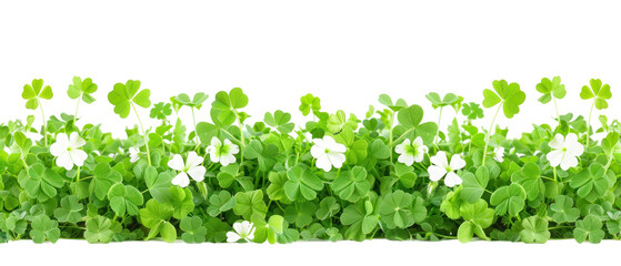 Clover Field for St. Patrick's Day, vibrant green clovers with intricate leaf patterns, isolated against a clean white background, perfect for festive designs and celebrations