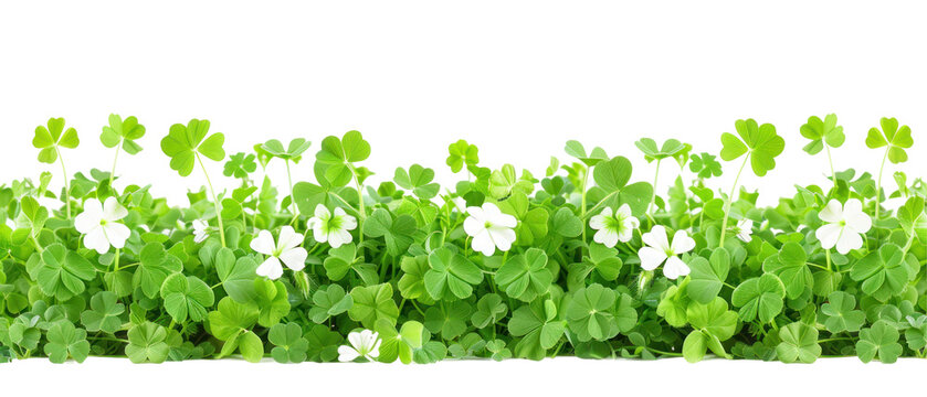 Clover Field for St. Patrick's Day, vibrant green clovers with intricate leaf patterns, isolated against a clean white background, perfect for festive designs and celebrations