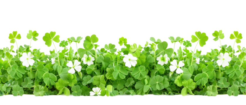 Clover Field for St. Patrick's Day, vibrant green clovers with intricate leaf patterns, isolated against a clean white background, perfect for festive designs and celebrations