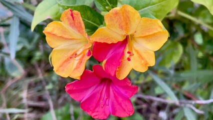 red and yellow flower  Belle-de-nuit ,Mirabilis jalapa ,Merveille du Pérou
