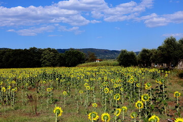 Blühende Sonnenblumenfelder im Latium